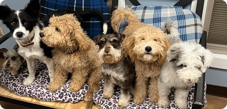 Essential Commands Every Dog Should Know