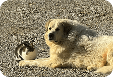 How to Stop Your Dog from Pulling…