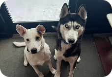 Puppy Training Tips for New Dog Owners