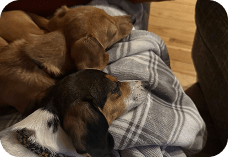 5 Basic Commands Every Dog Should Learn